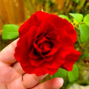 Meet your Posher, Alexandra